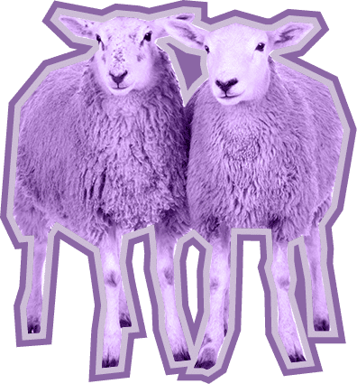 Two sheep stand together looking toward the website visitor.